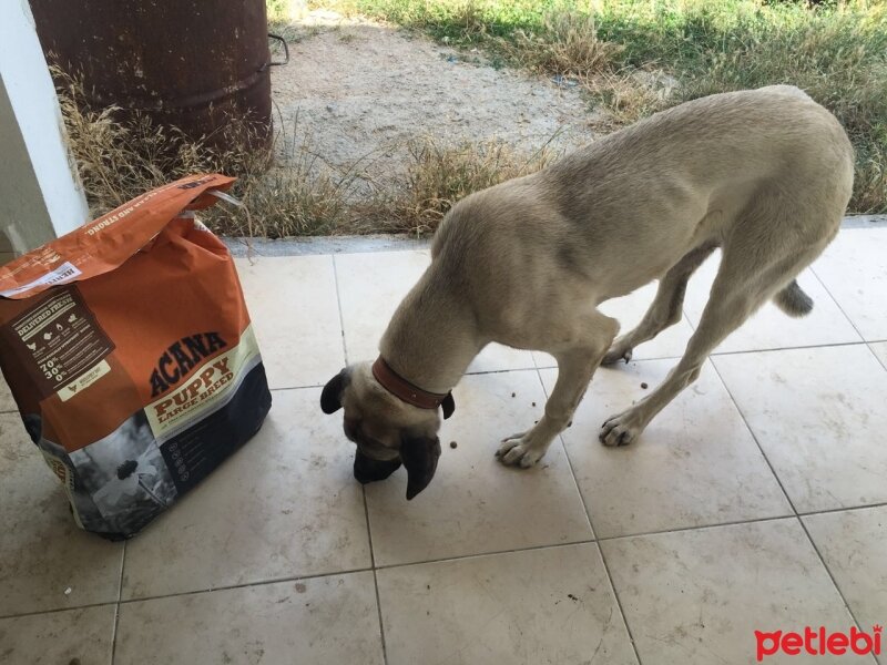 Kangal, Köpek  hektor fotoğrafı