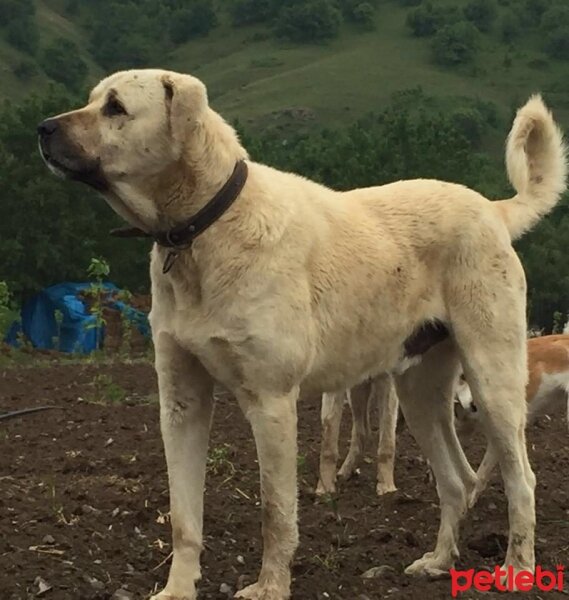 Kangal, Köpek  hektor fotoğrafı