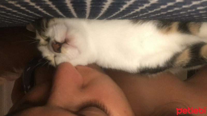 Tekir Kedi, Kedi  Şakir fotoğrafı