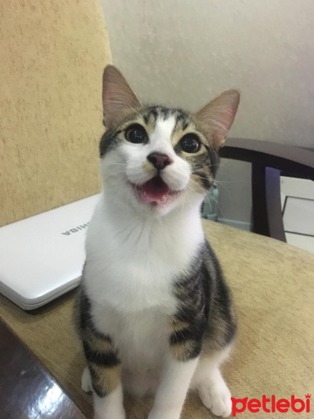 Tekir Kedi, Kedi  Şakir fotoğrafı