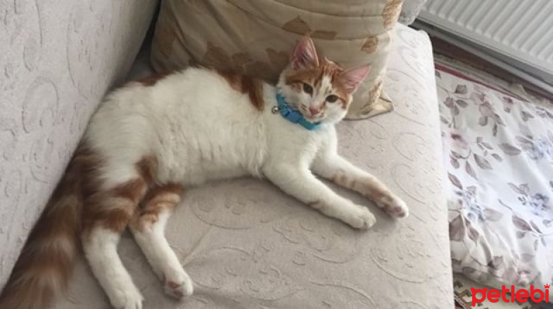 Tekir Kedi, Kedi  Pofidik fotoğrafı