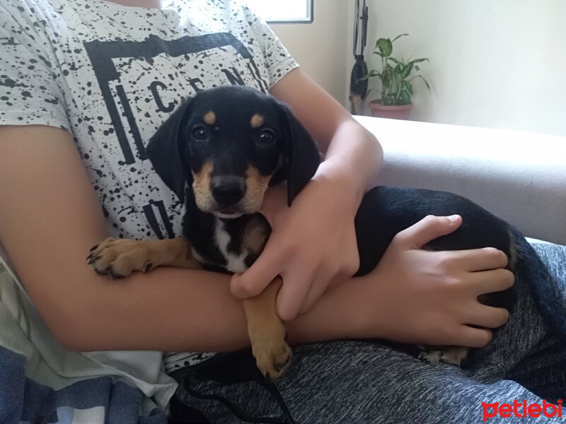 Dachshund (Sosis), Köpek  Maya fotoğrafı