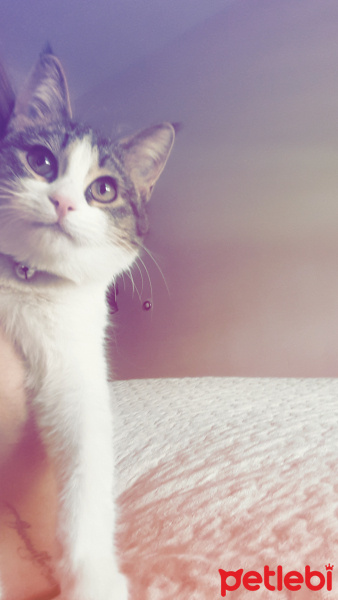 Tekir Kedi, Kedi  Piraye fotoğrafı
