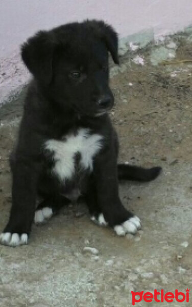 Alman Kısa Tüylü Pointer, Köpek  Karabaş fotoğrafı