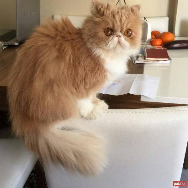 İran Kedisi (Persian), Kedi  FINDIK fotoğrafı