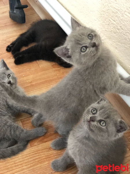 British Shorthair, Kedi  british shorthair fotoğrafı