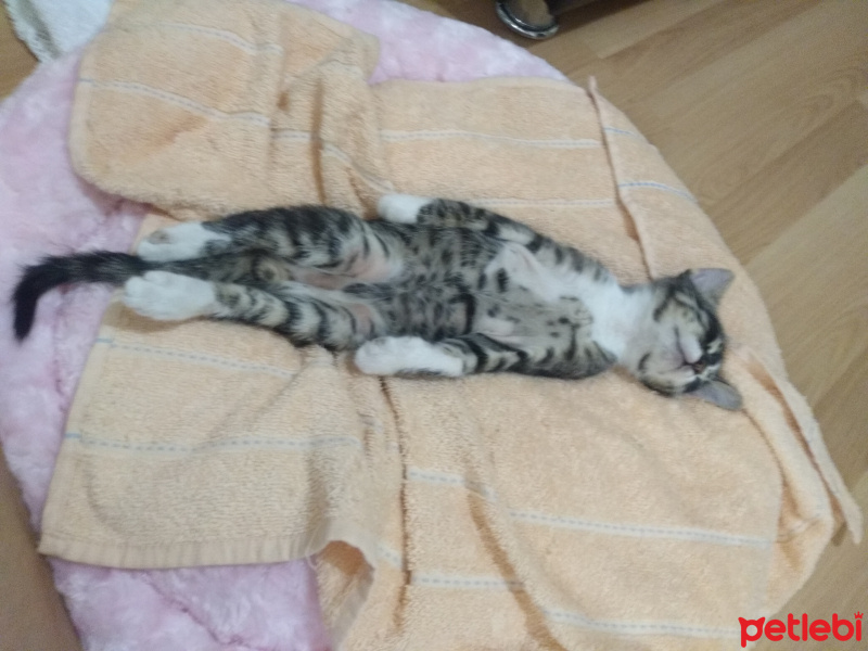 Tekir Kedi, Kedi  Şanslı fotoğrafı
