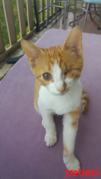 Sarman, Kedi  Master fotoğrafı