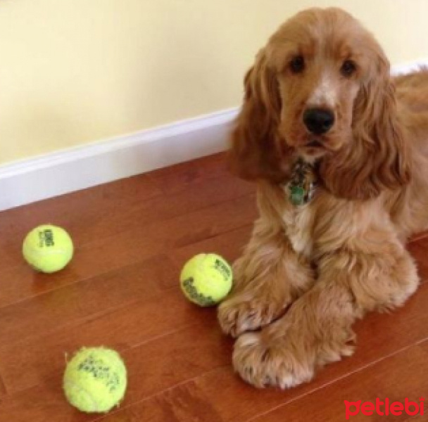 Amerikan Cocker Spaniel, Köpek  Üzüm fotoğrafı