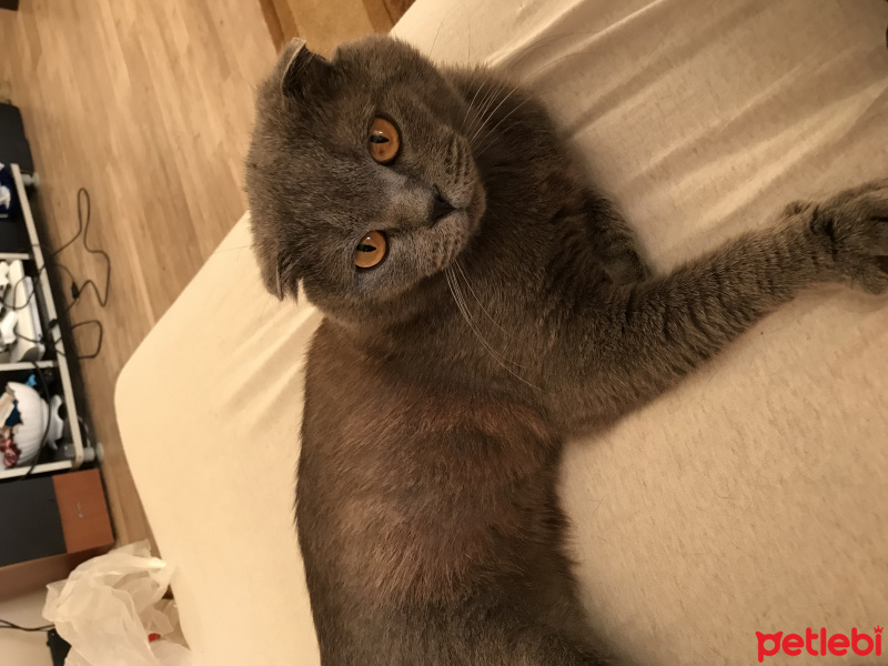 Scottish Fold, Kedi  Sezar fotoğrafı