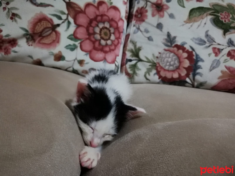 Tuxedo (Smokin) Kedi, Kedi  Safiye fotoğrafı