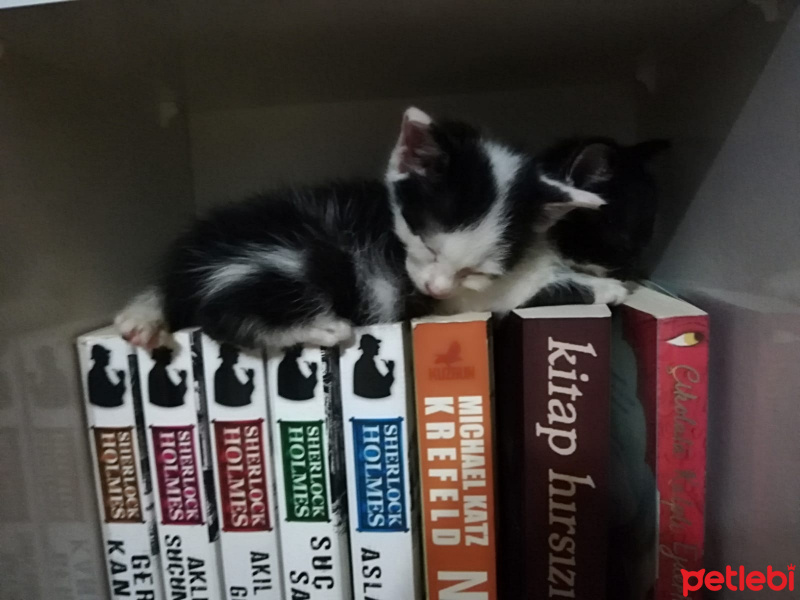 Tuxedo (Smokin) Kedi, Kedi  Safiye fotoğrafı
