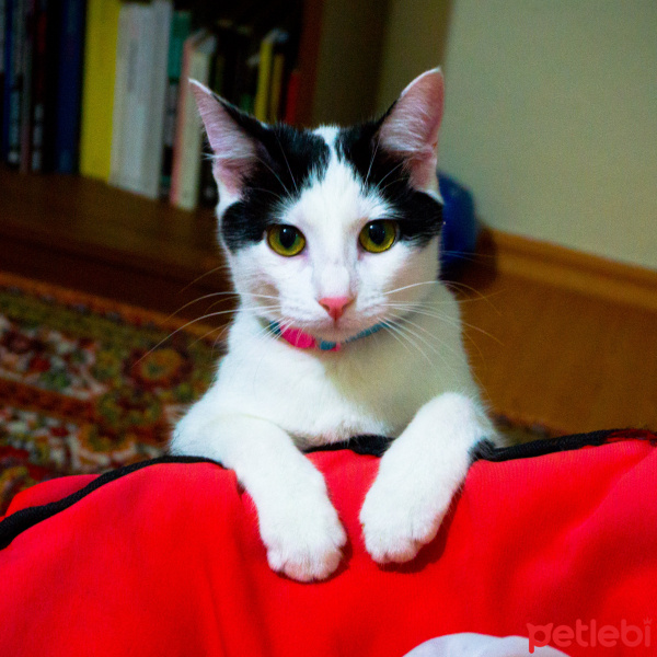 Tuxedo (Smokin) Kedi, Kedi  Safiye fotoğrafı