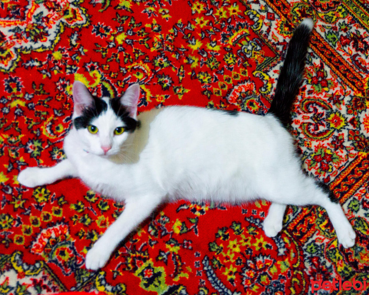 Tuxedo (Smokin) Kedi, Kedi  Safiye fotoğrafı