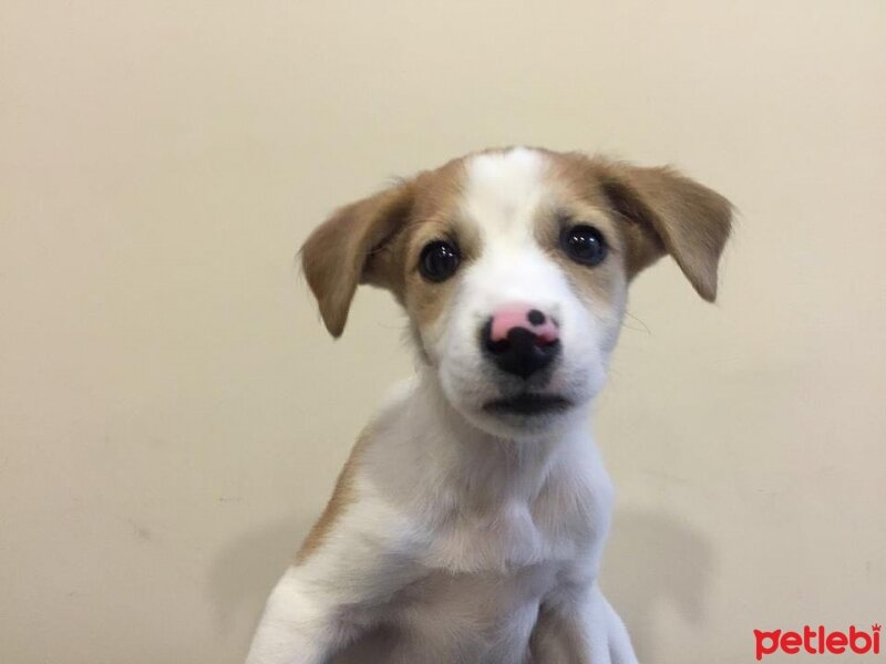 Jack Russell Terrier, Köpek  jackie lata fotoğrafı