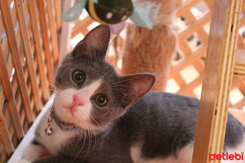 Mavi Rus, Kedi  Bal fotoğrafı