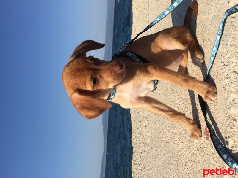 Minyatür Pinscher, Köpek  Venüs fotoğrafı