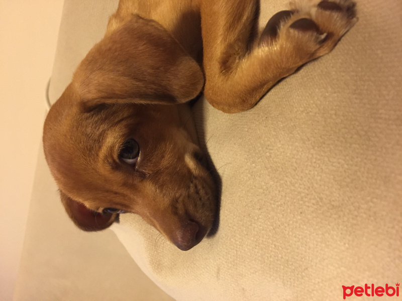 Minyatür Pinscher, Köpek  Venüs fotoğrafı