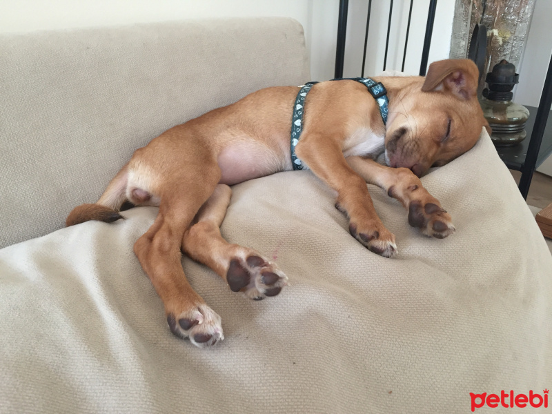 Minyatür Pinscher, Köpek  Venüs fotoğrafı