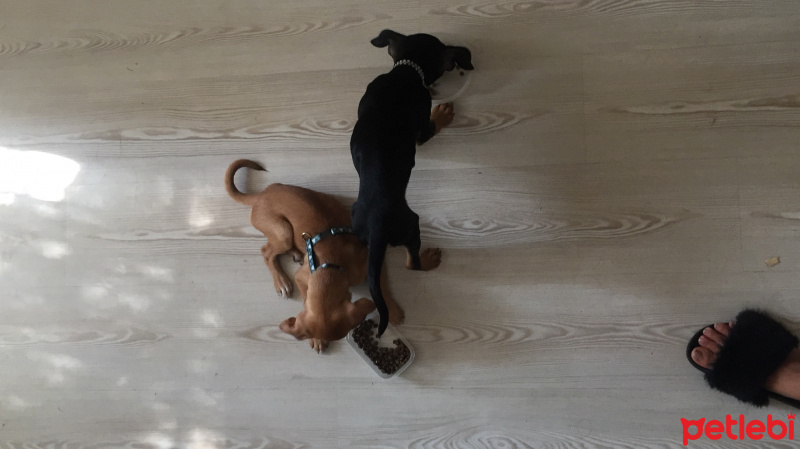 Minyatür Pinscher, Köpek  Venüs fotoğrafı