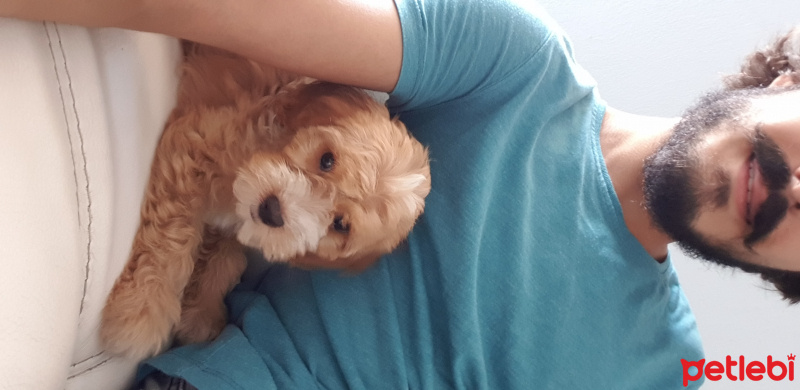 Poodle(Standart Kaniş), Köpek  Cookie fotoğrafı