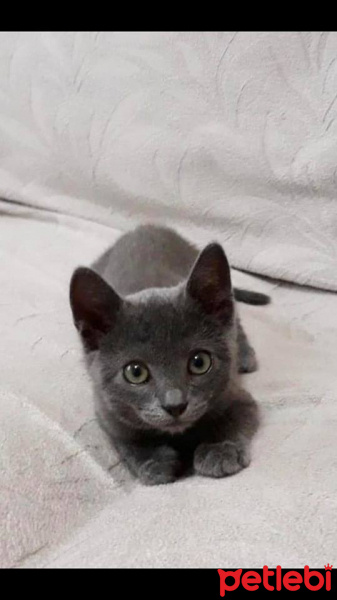 Soke, Kedi  Bella fotoğrafı