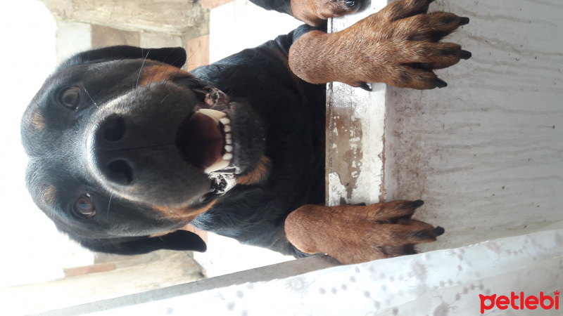 Rottweiler, Köpek  Can fotoğrafı
