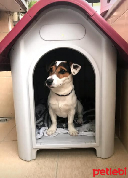 Jack Russell Terrier, Köpek  cesur fotoğrafı
