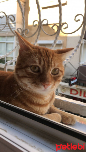 Soke, Kedi  Garfield fotoğrafı