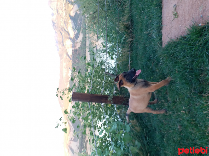Belçika Malinois, Köpek  İda fotoğrafı