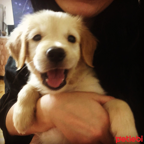 Golden Retriever, Köpek  Gofret fotoğrafı