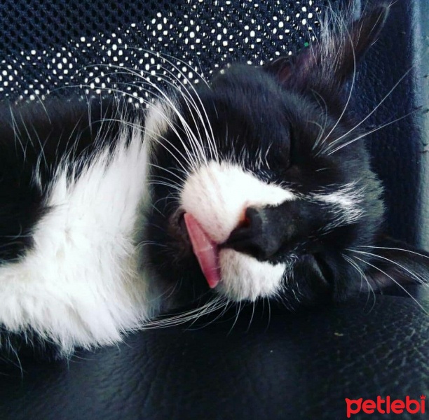 Tuxedo (Smokin) Kedi, Kedi  Yaşar fotoğrafı