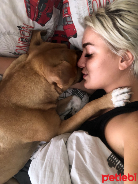 Amerikan Pitbull Terrier, Köpek  Zeyna fotoğrafı