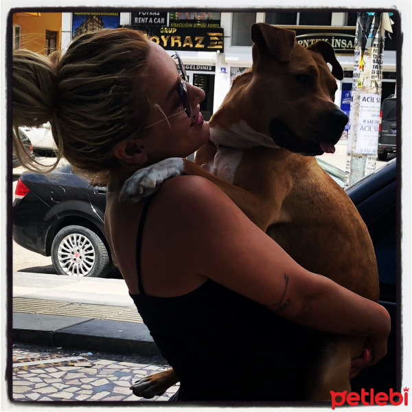 Amerikan Pitbull Terrier, Köpek  Zeyna fotoğrafı