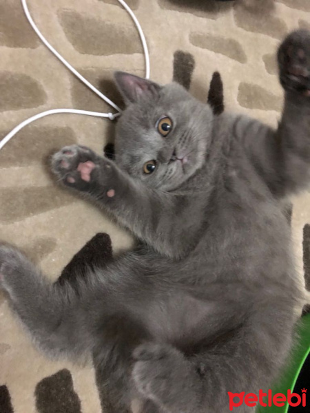 British Shorthair, Kedi  Tony fotoğrafı