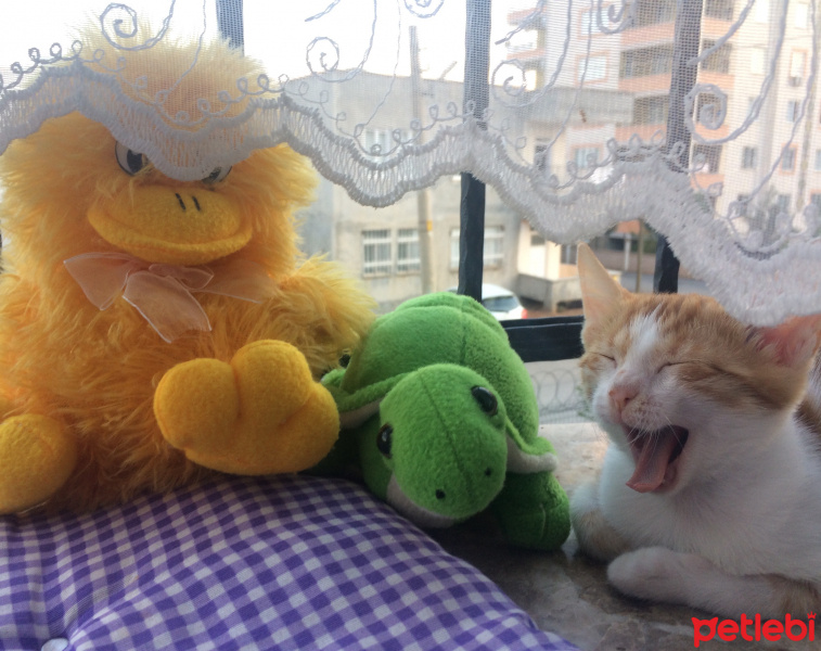 Sarman, Kedi  Puffy fotoğrafı