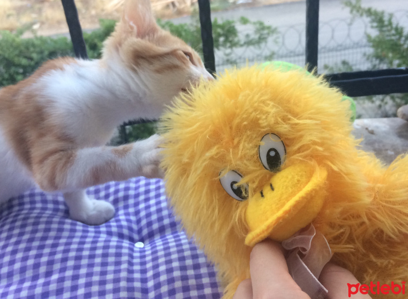 Sarman, Kedi  Puffy fotoğrafı