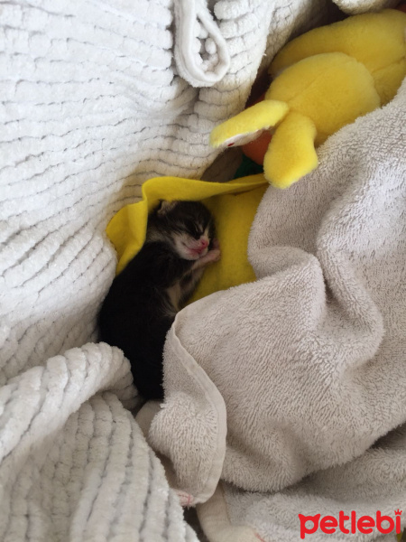 Tekir Kedi, Kedi  Boncuk fotoğrafı