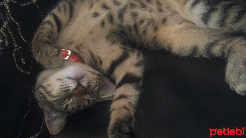 Tekir Kedi, Kedi  Molly fotoğrafı