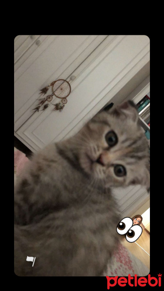 British Shorthair, Kedi  Murphy fotoğrafı