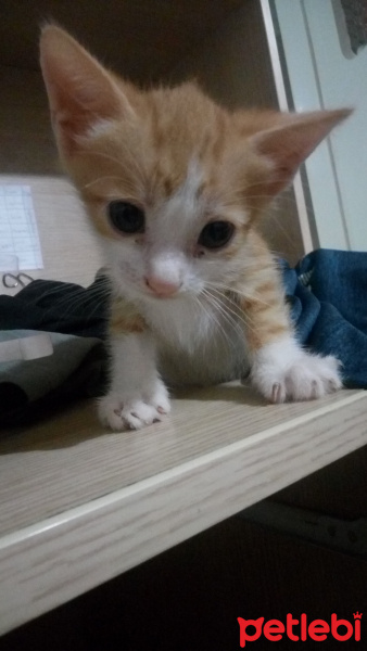Sarman, Kedi  Minikler fotoğrafı