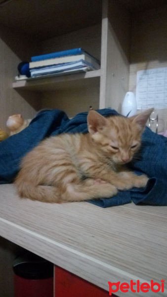 Sarman, Kedi  Minikler fotoğrafı