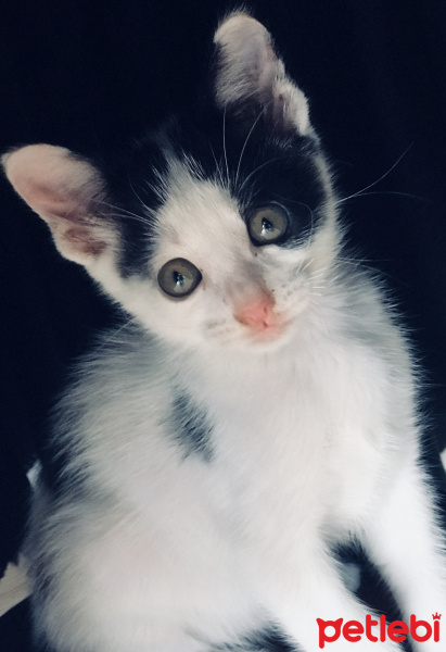 Tekir Kedi, Kedi  Leo fotoğrafı
