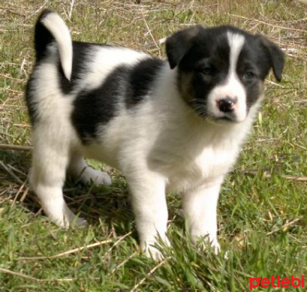 Sokö (Sokak Köpeği), Köpek  Tarçın fotoğrafı