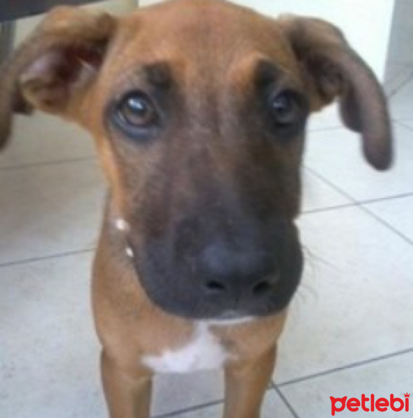 Sokö (Sokak Köpeği), Köpek  Tarçın fotoğrafı