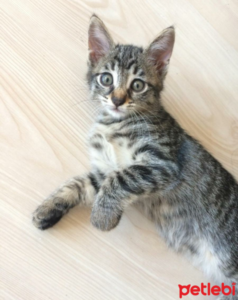 Tekir Kedi, Kedi  Şeker fotoğrafı
