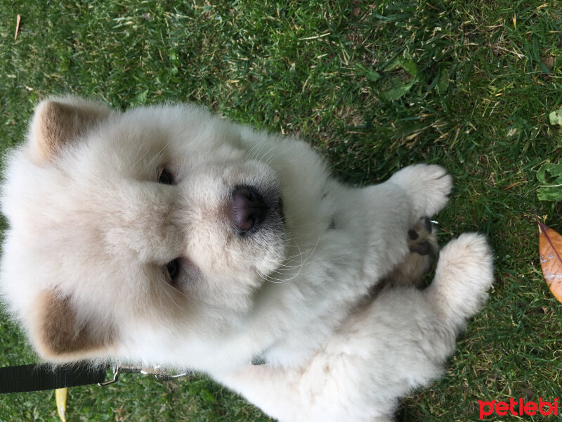 Chow Chow (çin Aslanı), Köpek  Köpük fotoğrafı