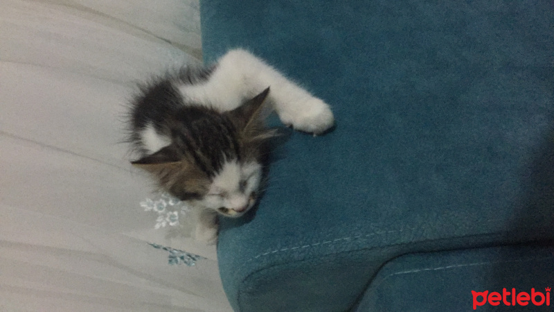 Tekir Kedi, Kedi  Haşmet fotoğrafı