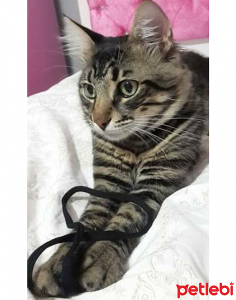 Tekir Kedi, Kedi  Schot fotoğrafı
