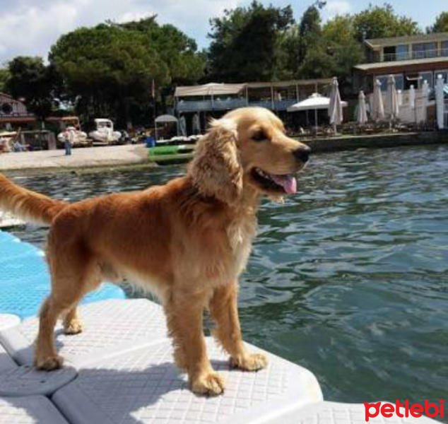 Amerikan Cocker Spaniel, Köpek  Çakıl fotoğrafı
